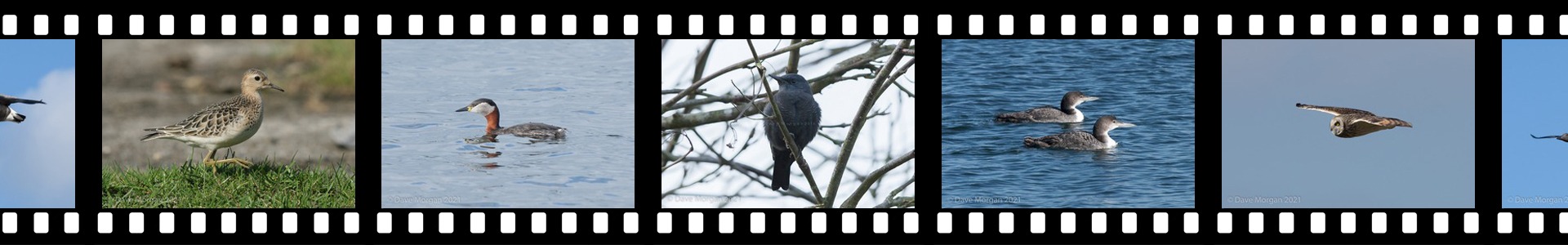 Wings 'n Things Birds Header